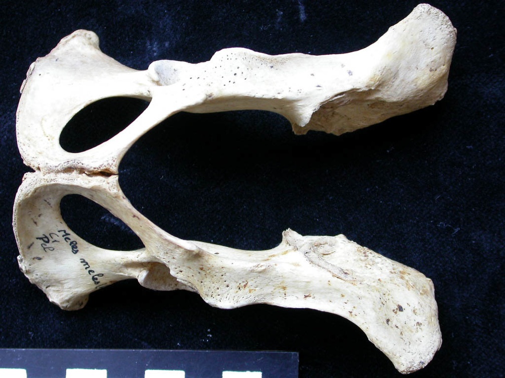 Pelvis (8077 visites) Meles meles - AdulteCollection : J.-P. Brugal (Id:C1) - Pays : Lot, France
Pelvis