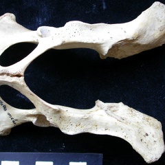 Pelvis (8064 visites) Meles meles - AdulteCollection : J.-P. Brugal (Id:C1) - Pays : Lot, France
Pelvis
