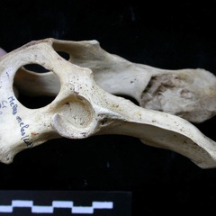Pelvis (9789 visites) Meles meles - AdulteCollection : J.-P. Brugal (Id:C1) - Pays : Lot, France
Pelvis