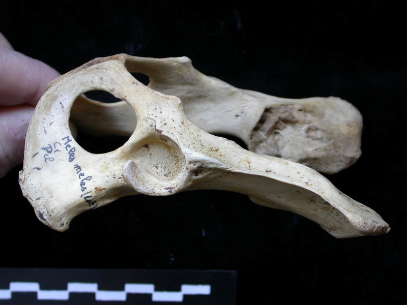 Pelvis (9719 visites) Meles meles - AdulteCollection : J.-P. Brugal (Id:C1) - Pays : Lot, France
Pelvis