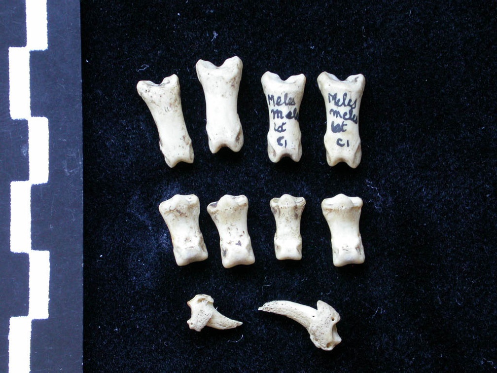 Phalanges (6863 visites) Meles meles - Adulte - Éléments droitsCollection : J.-P. Brugal (Id:C1) - Pays : Lot, France
Phalanges