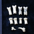 Phalanges (6851 visites) Meles meles - Adulte - Éléments droitsCollection : J.-P. Brugal (Id:C1) - Pays : Lot, France
Phalanges