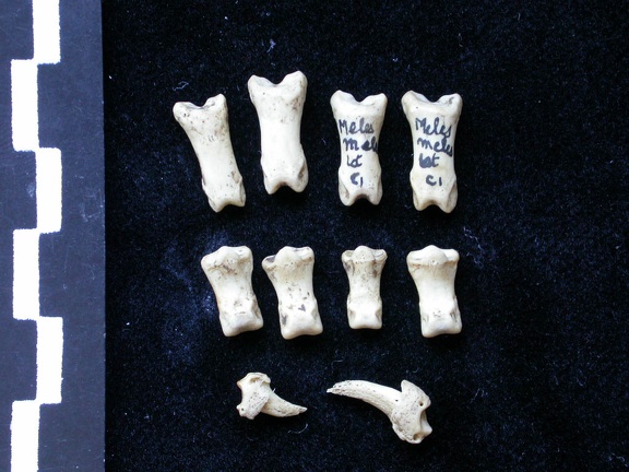 Phalanges (6851 visites) Meles meles - Adulte - Éléments droitsCollection : J.-P. Brugal (Id:C1) - Pays : Lot, France
Phalanges