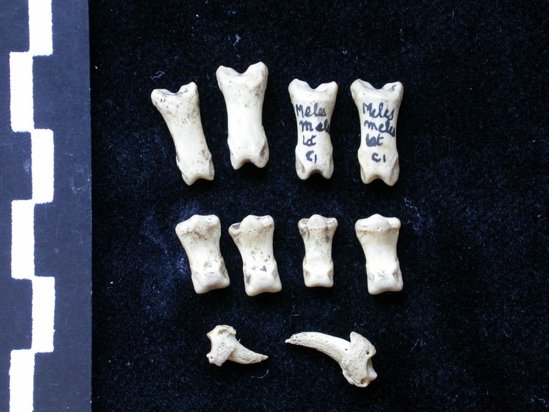 Phalanges (6940 visites) Meles meles - Adulte - Éléments droitsCollection : J.-P. Brugal (Id:C1) - Pays : Lot, France
Phalanges