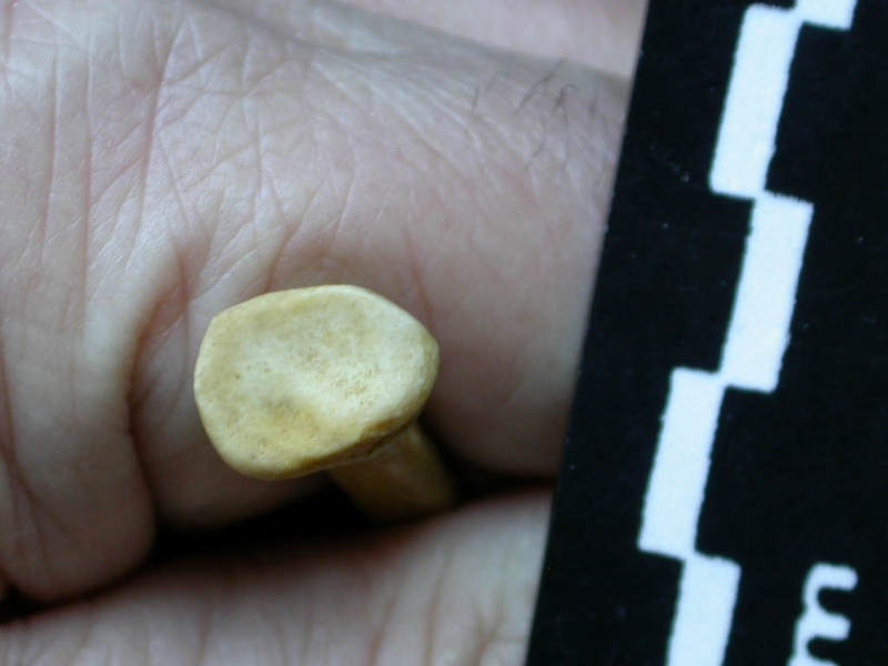 Radius: proximale part (5787 visits) Meles meles - Adult - Right elementCollection: J.-P. Brugal (Id:C1) - Country : Lot, France Radius: proximale part
