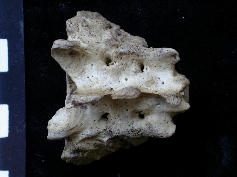 Sacrum