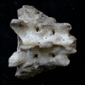 Sacrum