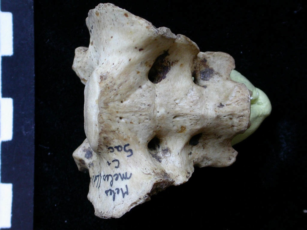 Sacrum (6865 visites) Meles meles - AdulteCollection : J.-P. Brugal (Id:C1) - Pays : Lot, France
Sacrum