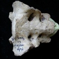 Sacrum (6871 visites) Meles meles - AdulteCollection : J.-P. Brugal (Id:C1) - Pays : Lot, France
Sacrum