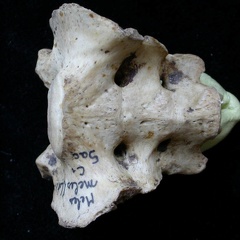 Sacrum (7132 visits) Meles meles - AdultCollection: J.-P. Brugal (Id:C1) - Country : Lot, France Sacrum