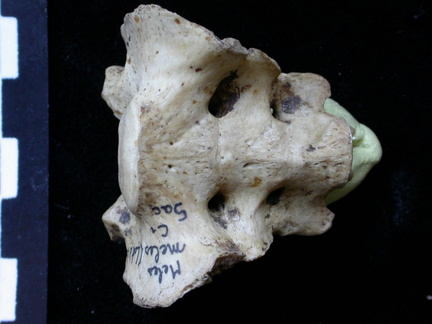 Sacrum