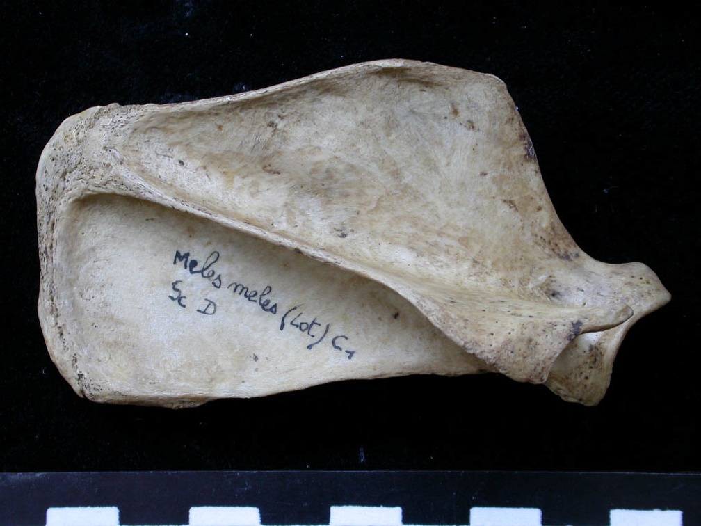 Scapula : vue latérale (6342 visites) Meles meles - Adulte - Élément droitCollection : J.-P. Brugal (Id:C1) - Pays : Lot, France
Scapula : vue latérale