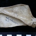 Scapula : vue latérale (6346 visites) Meles meles - Adulte - Élément droitCollection : J.-P. Brugal (Id:C1) - Pays : Lot, France
Scapula : vue latérale