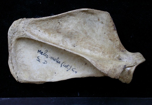 Scapula : vue latérale