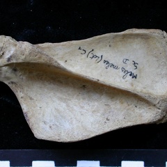 Scapula : vue latérale (6393 visites) Meles meles - Adulte - Élément droitCollection : J.-P. Brugal (Id:C1) - Pays : Lot, France
Scapula : vue latérale