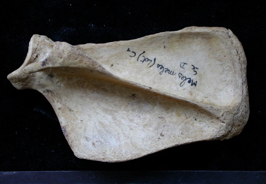 Scapula : vue latérale