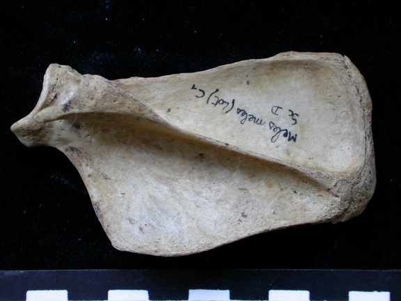 Scapula : vue latérale (6409 visites) Meles meles - Adulte - Élément droitCollection : J.-P. Brugal (Id:C1) - Pays : Lot, France
Scapula : vue latérale