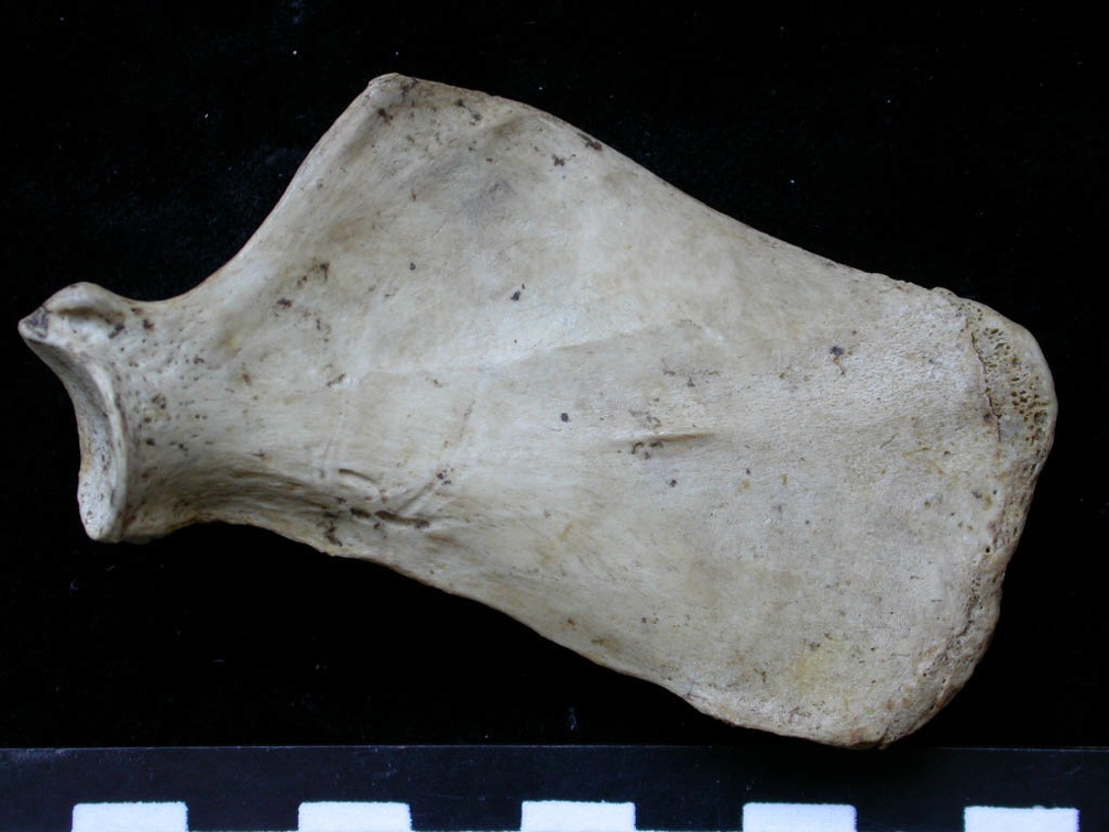Scapula : vue médiale (6199 visites) Meles meles - Adulte - Élément droitCollection : J.-P. Brugal (Id:C1) - Pays : Lot, France
Scapula : vue médiale
