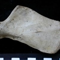 Scapula : vue médiale (6204 visites) Meles meles - Adulte - Élément droitCollection : J.-P. Brugal (Id:C1) - Pays : Lot, France
Scapula : vue médiale