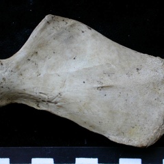 Scapula : vue médiale (6299 visites) Meles meles - Adulte - Élément droitCollection : J.-P. Brugal (Id:C1) - Pays : Lot, France
Scapula : vue médiale
