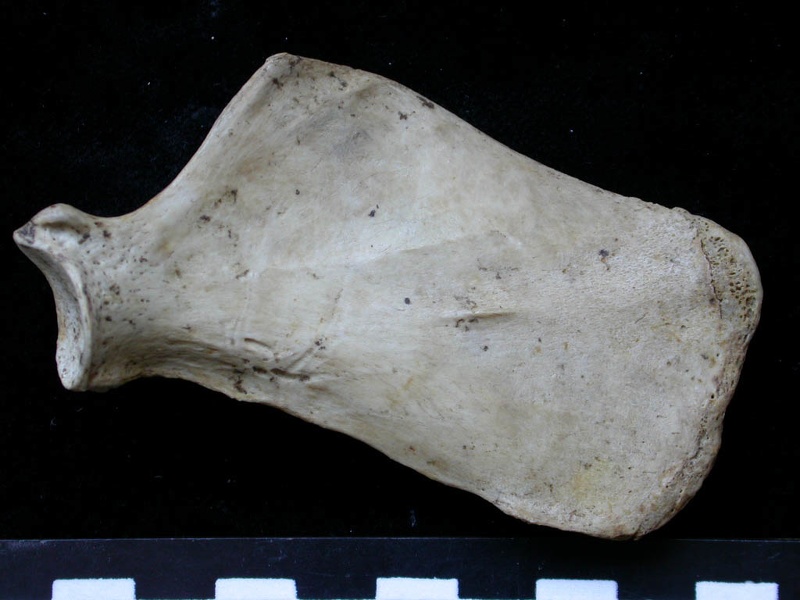 Scapula : vue médiale (6193 visites) Meles meles - Adulte - Élément droitCollection : J.-P. Brugal (Id:C1) - Pays : Lot, France
Scapula : vue médiale