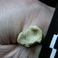 Tibia : partie distale (6251 visites) Meles meles - Adulte - Élément droitCollection : J.-P. Brugal (Id:C1) - Pays : Lot, France
Tibia : partie distale