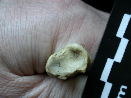 Tibia : partie distale (6249 visites) Meles meles - Adulte - Élément droitCollection : J.-P. Brugal (Id:C1) - Pays : Lot, France
Tibia : partie distale