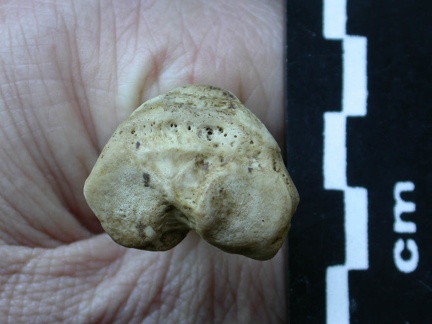 Tibia : partie proximale (5860 visites) Meles meles - Adulte - Élément droitCollection : J.-P. Brugal (Id:C1) - Pays : Lot, France
Tibia : partie proximale