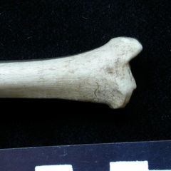 Tibia : partie distale (6543 visites) Meles meles - Adulte - Élément droitCollection : J.-P. Brugal (Id:C1) - Pays : Lot, France
Tibia : partie distale