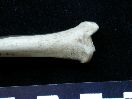 Tibia : partie distale (6526 visites) Meles meles - Adulte - Élément droitCollection : J.-P. Brugal (Id:C1) - Pays : Lot, France
Tibia : partie distale
