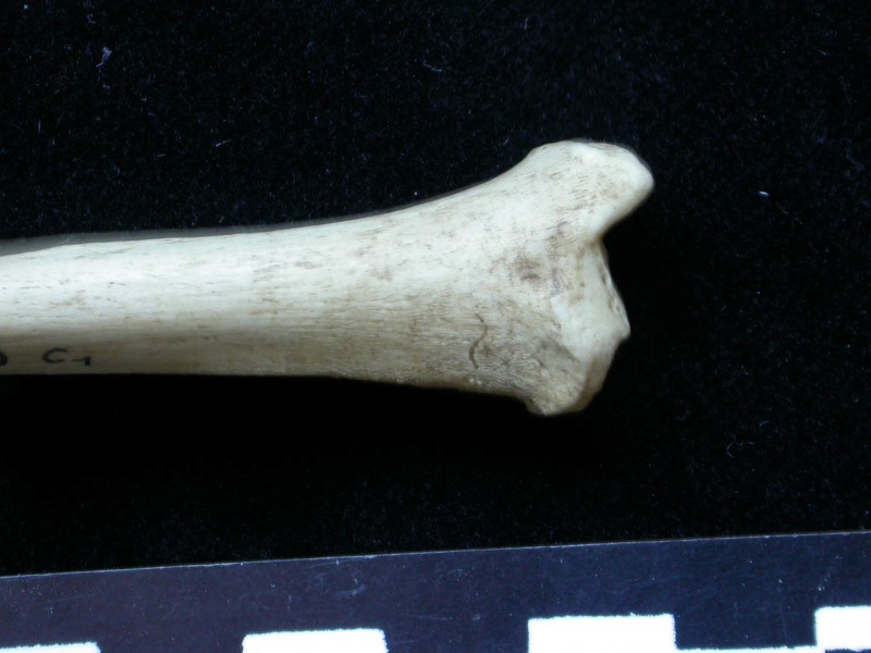 Tibia : partie distale (6526 visites) Meles meles - Adulte - Élément droitCollection : J.-P. Brugal (Id:C1) - Pays : Lot, France
Tibia : partie distale