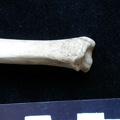 Tibia : partie distale (6240 visites) Meles meles - Adulte - Élément droitCollection : J.-P. Brugal (Id:C1) - Pays : Lot, France
Tibia : partie distale