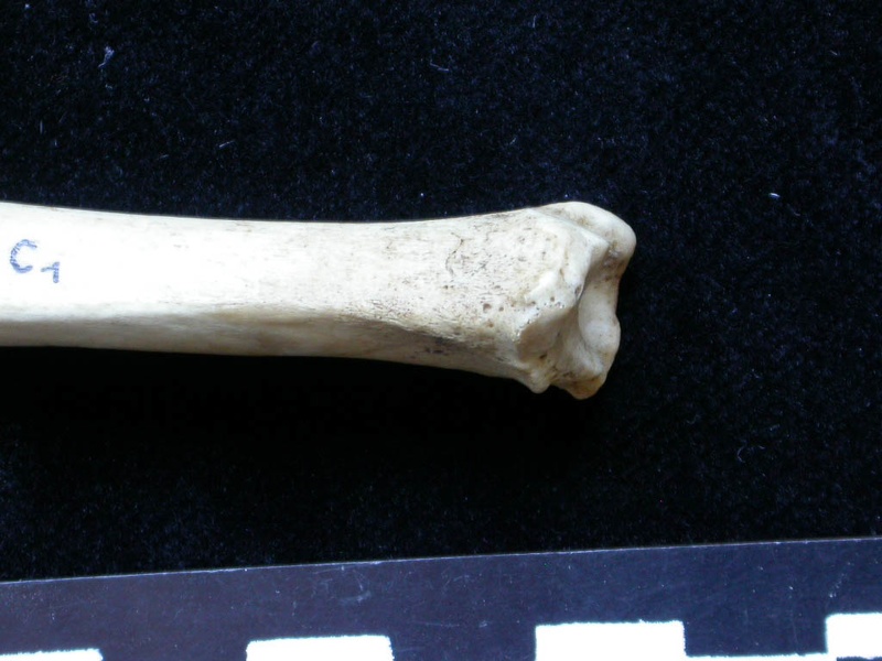 Tibia : partie distale (6347 visites) Meles meles - Adulte - Élément droitCollection : J.-P. Brugal (Id:C1) - Pays : Lot, France
Tibia : partie distale