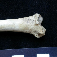 Tibia : partie distale (6234 visites) Meles meles - Adulte - Élément droitCollection : J.-P. Brugal (Id:C1) - Pays : Lot, France
Tibia : partie distale