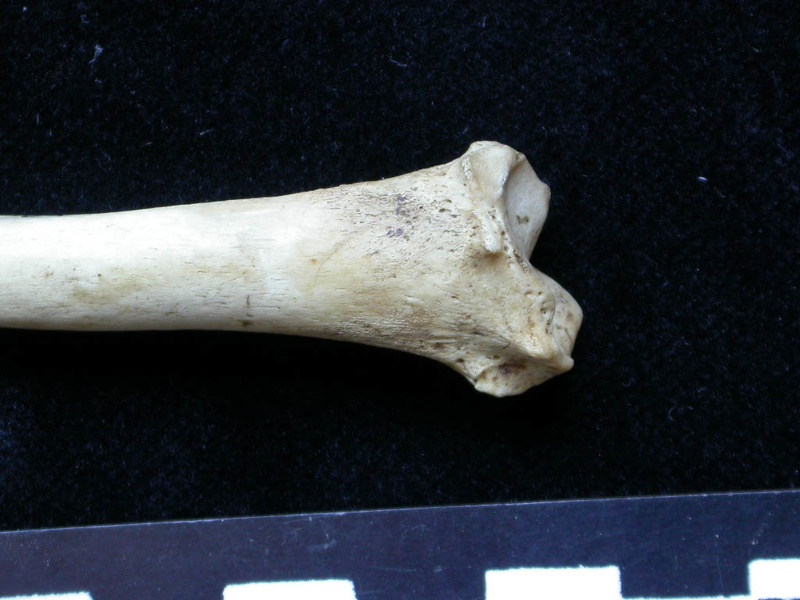 Tibia : partie distale (6270 visites) Meles meles - Adulte - Élément droitCollection : J.-P. Brugal (Id:C1) - Pays : Lot, France
Tibia : partie distale