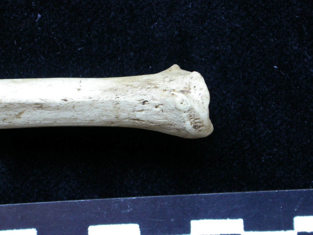 Tibia : partie distale (6298 visites) Meles meles - Adulte - Élément droitCollection : J.-P. Brugal (Id:C1) - Pays : Lot, France
Tibia : partie distale