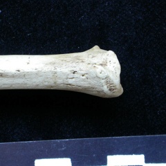 Tibia : partie distale (6303 visites) Meles meles - Adulte - Élément droitCollection : J.-P. Brugal (Id:C1) - Pays : Lot, France
Tibia : partie distale