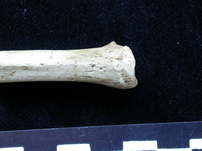 Tibia : partie distale (6346 visites) Meles meles - Adulte - Élément droitCollection : J.-P. Brugal (Id:C1) - Pays : Lot, France
Tibia : partie distale