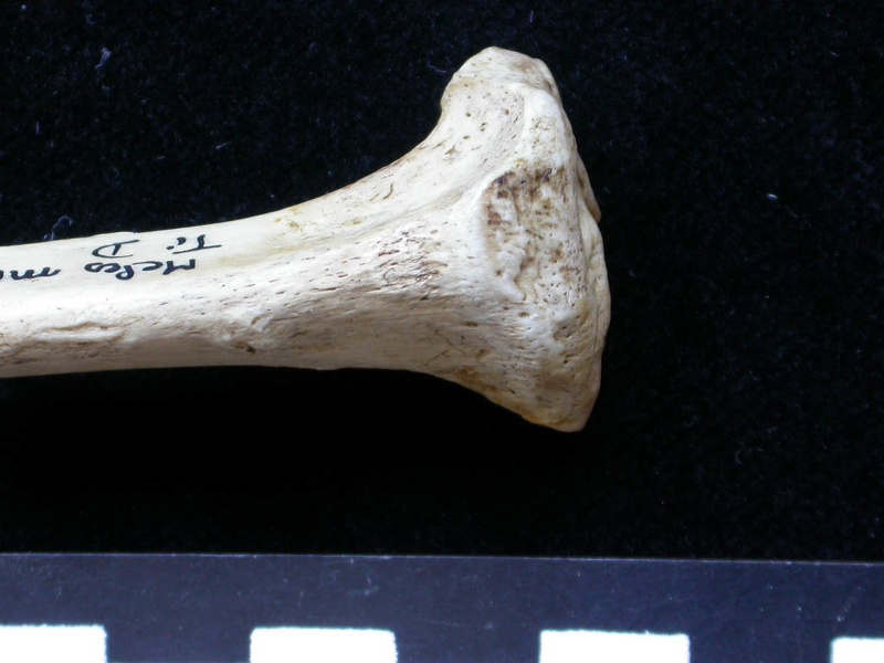 Tibia : partie proximale (6382 visites) Meles meles - Adulte - Élément droitCollection : J.-P. Brugal (Id:C1) - Pays : Lot, France
Tibia : partie proximale