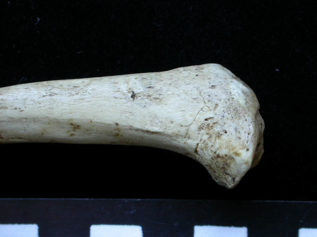 Tibia : partie proximale (6316 visites) Meles meles - Adulte - Élément droitCollection : J.-P. Brugal (Id:C1) - Pays : Lot, France
Tibia : partie proximale