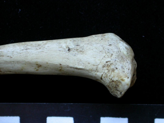 Tibia : partie proximale (6634 visites) Meles meles - Adulte - Élément droitCollection : J.-P. Brugal (Id:C1) - Pays : Lot, France
Tibia : partie proximale