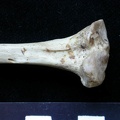 Tibia : partie proximale (6351 visites) Meles meles - Adulte - Élément droitCollection : J.-P. Brugal (Id:C1) - Pays : Lot, France
Tibia : partie proximale