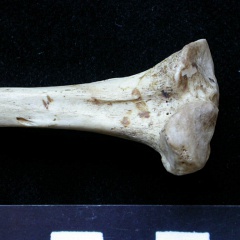 Tibia : partie proximale (6326 visites) Meles meles - Adulte - Élément droitCollection : J.-P. Brugal (Id:C1) - Pays : Lot, France
Tibia : partie proximale