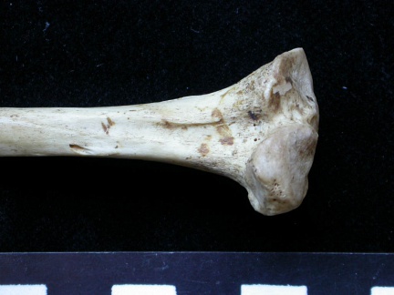 Tibia : partie proximale (6324 visites) Meles meles - Adulte - Élément droitCollection : J.-P. Brugal (Id:C1) - Pays : Lot, France
Tibia : partie proximale