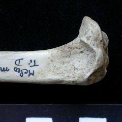Tibia : partie proximale (6341 visites) Meles meles - Adulte - Élément droitCollection : J.-P. Brugal (Id:C1) - Pays : Lot, France
Tibia : partie proximale