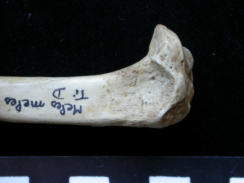 Tibia : partie proximale (6390 visites) Meles meles - Adulte - Élément droitCollection : J.-P. Brugal (Id:C1) - Pays : Lot, France
Tibia : partie proximale