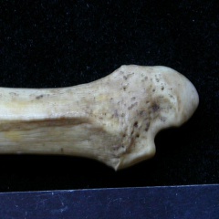 Ulna : parte distal (6858 visitas) Meles meles - Adulto - Elemento derechoColección : J.-P. Brugal (Id:C1) - País : Lot, Francia Ulna : parte distal