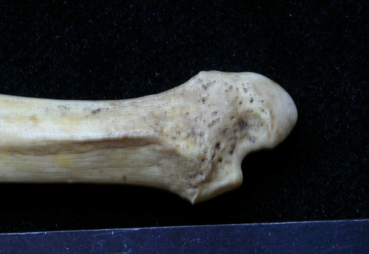 Ulna : partie distale (6850 visites) Meles meles - Adulte - Élément droitCollection : J.-P. Brugal (Id:C1) - Pays : Lot, France
Ulna : partie distale