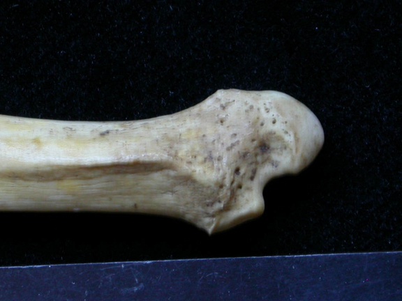 Ulna : partie distale (7219 visites) Meles meles - Adulte - Élément droitCollection : J.-P. Brugal (Id:C1) - Pays : Lot, France
Ulna : partie distale