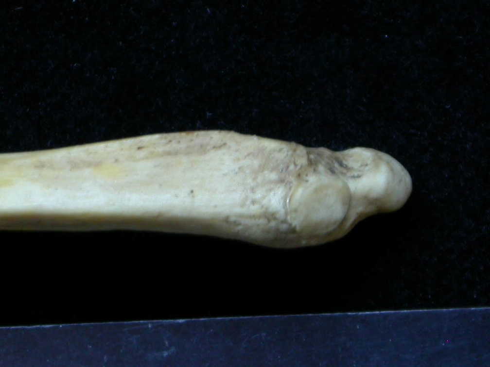 Ulna : partie distale (6780 visites) Meles meles - Adulte - Élément droitCollection : J.-P. Brugal (Id:C1) - Pays : Lot, France
Ulna : partie distale